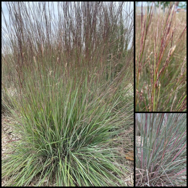 Little Bluestem - Prairie Native